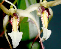 Dendrobium mekynosepalum: Dendrobium mekynosepalum Schltr., flowers, various views, photo Ed de Vogel, Leiden cult. 20081623 (de Vogel & Raka) from Papua New Guinea, East New Britain Prov.