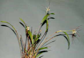 Dendrobium mekynosepalum: Dendrobium mekynosepalum Schltr., plant habit, photo Ed de Vogel, Leiden cult. 20081623 (de Vogel & Raka) from Papua New Guinea, East New Britain Prov.