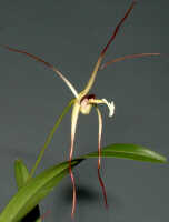 Dendrobium mekynosepalum: Dendrobium mekynosepalum Schltr., flower, lateral view, photo Ed de Vogel, Leiden cult. 20081623 (de Vogel & Raka) from Papua New Guinea, East New Britain Prov.