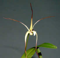 Dendrobium mekynosepalum: Dendrobium mekynosepalum Schltr., flower, oblique front view, photo Ed de Vogel, Leiden cult. 20081623 (de Vogel & Raka) from Papua New Guinea, East New Britain Prov.