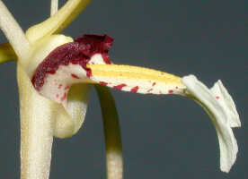 Dendrobium mekynosepalum: Dendrobium mekynosepalum Schltr., centre of flower, lateral view, photo Ed de Vogel, Leiden cult. 20081623 (de Vogel & Raka) from Papua New Guinea, East New Britain Prov.