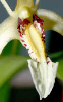 Dendrobium mekynosepalum: Dendrobium mekynosepalum Schltr., centre of flower, oblique lateral view, photo Ed de Vogel, Leiden cult. 20081623 (de Vogel & Raka) from Papua New Guinea, East New Britain Prov.