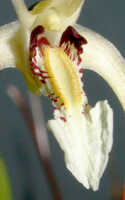 Dendrobium mekynosepalum: Dendrobium mekynosepalum Schltr., centre of flower, oblique front view, photo Ed de Vogel, Leiden cult. 20081623 (de Vogel & Raka) from Papua New Guinea, East New Britain Prov.
