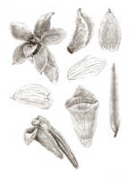 Glomera uniflora: Glomera uniflora J.J.Sm., drawing J.J. Smith, from Stein s.n.