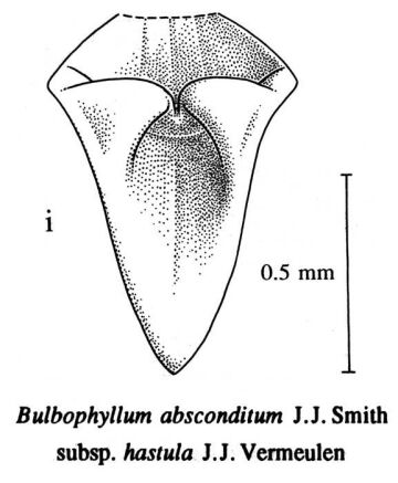 Bulbophyllum absconditum subsp. hastula