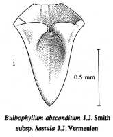 Bulbophyllum absconditum subsp. hastula: Bulbophyllum absconditum J.J.Sm., Orchid Monogr. 7 (1993) 126, fig. 78, J.J. Vermeulen, drawing, lip, based on i Kalkman & Nicolas 4223 (holo L)