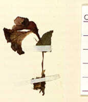 Corybas vespertilionis: overview picture