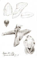 Appendicula fasciculata: Appendicula fasciculata J.J.Sm., drawing J.J. Smith, from Gjellerup 903