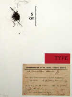 Octarrhena obovata: Octarrhena obovata (J.J.Sm.) P.Royen, as Chitonanthera obovata J.J.Sm., herbarium sheet, paratype specimen, Lam 1738 a (paratype specimen BO)