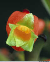 Mediocalcar uniflorum: Mediocalcar uniflorum Schltr., flower, photo Royal Botanic Garden Edinburgh, based on Edinburgh cult. 681449