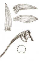 Dendrobium regale: Dendrobium regale Schltr., drawing J.J. Smith, based on Gjellerup 1117