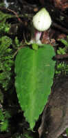 Corybas helensis: Corybas helensis S.P.Lyon, photo Stephanie Pimm Lyon, based on S.P. Lyon SPL 459 (holotype L)