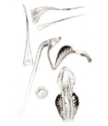Dendrobium vanilliodorum