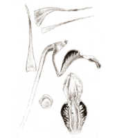 Dendrobium vanilliodorum: overview of Dendrobium vanilliodorum J.J.Sm.