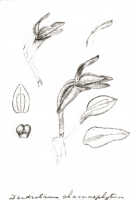 Dendrobium chamaephytum: Dendrobium chamaephytum Schltr. (as Dendrobium leucanthum (Schltr.) J.J.Sm.), drawing J.J. Smith, based on Versteeg 1660