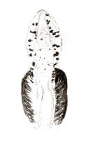 Dendrobium aratriferum: Dendrobium aratriferum J.J.Sm., drawing J.J. Smith, based on Bogor cult. C193