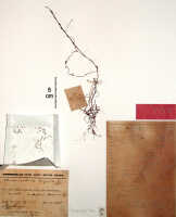 Octarrhena trigona: Octarrhena trigona (J.J.Sm.) P.Royen, as Chitonanthera trigona J.J.Sm., herbarium sheet, paratype specimen, Lam 1608 (paratype specimen BO)