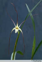 Dendrobium iboense: Dendrobium iboense Schltr., habit, photo T. Roelfsema, based on Leiden cult. 31596 (SMV 90-599)