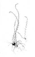 Taeniophyllum podochiloides: Taeniophyllum podochiloides (J.J.Sm.) Kocyan & Schuit. (as Microtatorchis podochiloides J.J.Sm.), habit, photo of type specimen in J. J. Smith Archive, Lam 1922