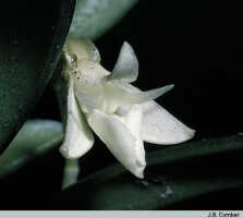 Dendrobium macrolobum: Dendrobium macrolobum J.J.Sm., flower, photo J.B. Comber, ex PNG)