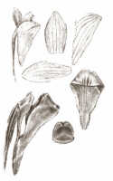 Dendrobium infractum: Dendrobium infractum J.J.Sm., drawing J.J. Smith, based on Gibbs 5655