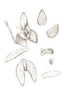 Crepidium tubulosum: Crepidium tubulosum (J.J.Sm.) Szlach. (as Microstylis tubulosa J.J.Sm.), floral analysis, drawing J.J. Smith, based on ?