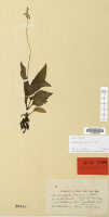 Crepidium laeve: Crepidium laeve (Schltr.) Szlach. (as Microstylis laevis Schltr.), herbarium sheet, Schlechter 19142 (isosyntype specimen L)