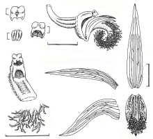 Dendrobium annulatum: Dendrobium annulatum Juswara, Schuit. & Champion, flower analysis, drawings Judy Stone, in Phytotaxa 414 (2019) 153 , fig. 3, rearranged