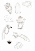 Glomera uniflora: Glomera uniflora J.J.Sm., drawing J.J. Smith, from Lam 1073