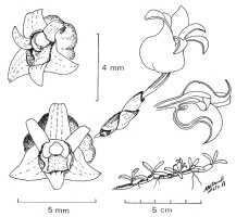 Mediocalcar decoratum: Mediocalcar decoratum Schuit., drawing N.H.S. Howcroft 474, from PNG, Marafunga