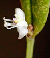 Dendrobium umbellatum: Dendrobium umbellatum (Gaudich.) Rchb.f., flower, oblique front view, photo Ed de Vogel, Leiden cult. 20030977 (de Vogel & Vogel), from Papua New Guinea, Central Prov.