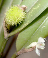 Dendrobium umbellatum: Dendrobium umbellatum (Gaudich.) Rchb.f., inflorescence and infructescence, photo Ed de Vogel, Leiden cult. 20030979 (de Vogel & Vogel), from Papua New Guinea, Central Prov.