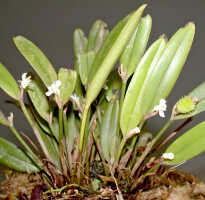 Dendrobium umbellatum: Dendrobium umbellatum (Gaudich.) Rchb.f., plant habit, photo Ed de Vogel, Leiden cult. 20030977 (de Vogel & Vogel), from Papua New Guinea, Central Prov.