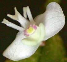 Dendrobium umbellatum: Dendrobium umbellatum (Gaudich.) Rchb.f., flower, front view, photo Ed de Vogel, Leiden cult. 20030977 (de Vogel & Vogel), from Papua New Guinea, Central Prov.