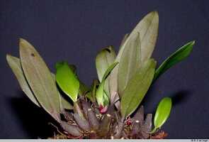 Bulbophyllum codonanthum: Bulbophyllum codonanthum Schltr., plant habit, photo E.F. de Vogel, Leiden cult. 20032036