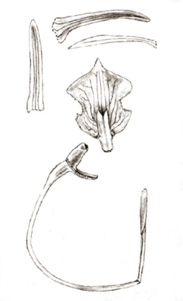 Dendrobium connexicostatum