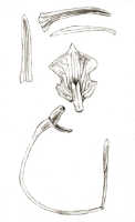 Dendrobium connexicostatum: Dendrobium connexicostatum J.J.Sm., flower analysis, drawing J.J. Smith in Nova Guinea 18 (1935) 39, pl. 8, 21