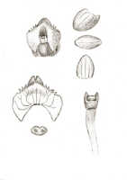 Crepidium hydrophilum: Crepidium hydrophilum (J.J.Sm.) Szlach. (as Microstylis hydrophila J.J.Sm.), floral analysis, drawing J.J. Smith, based on Versteeg 1440