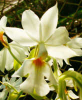Calanthe vestita: Calanthe vestita Wall. ex Lindl, flower, photo Ed de Vogel, based on Queen Sirikit Botanic Gardens Chiang Mai cult, s.n., from Thailand
