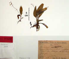 Crepidium oreocharis: Crepidium oreocharis (Schltr.) Szlach. (as Microstylis oreocharis Schltr.), herbarium sheet, Schlechter 18007 (isotype specimen BO)