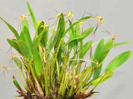 Dendrobium longicolle: Dendrobium longicolle Lindl., plant habit, photo Ed de Vogel, Leiden cult. 20030885 (National Capital Botanic Garden Port Moresby), from Papua New Guinea, locality not known
