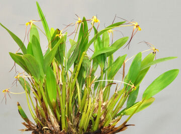 Dendrobium longicolle
