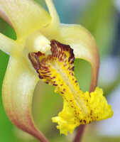 Dendrobium longicolle: Dendrobium longicolle Lindl., flower, front view, photo Ed de Vogel, Leiden cult. 20030885 (National Capital Botanic Garden Port Moresby), from Papua New Guinea, locality not known