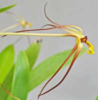 Dendrobium longicolle: Dendrobium longicolle Lindl., flower, lateral view, photo Ed de Vogel, Leiden cult. 20030885 (National Capital Botanic Garden Port Moresby), from Papua New Guinea, locality not known