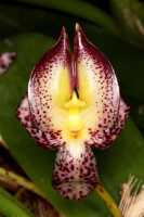 Bulbophyllum macranthum: Bulbophyllum macranthum Lindl., flower, front view, cult. and photo Jon Cara