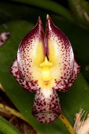 Bulbophyllum macranthum