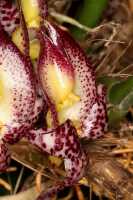Bulbophyllum macranthum: Bulbophyllum macranthum Lindl., flower, oblique lateral view, cult. and photo Jon Cara