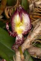 Bulbophyllum macranthum: Bulbophyllum macranthum Lindl., flower, oblique front view, cult. and photo Jon Cara