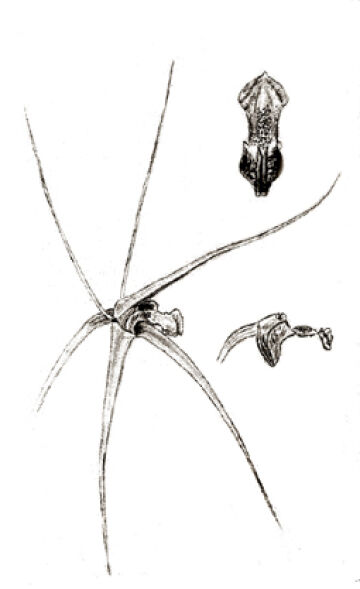 Dendrobium dilatatocolle