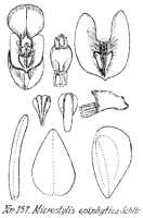 Crepidium epiphyticum: Crepidium epiphyticum (Schltr.) Szlach. (as Microstylis epiphytica Schltr.), drawing R. Schlechter in Repert. Spec. Nov. Regni Veg. Beih. 21 (1923) t. 45, fig. 157